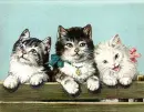 kittens