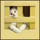 kitty