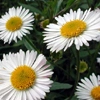daisies