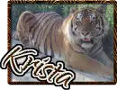 Krista Tiger
