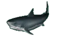 shark