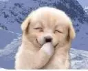 Cute Puppy