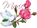 white dove - Marie