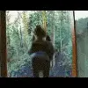 Twilight