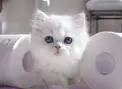 kitty