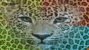 Panter-bg-sa-2008-01