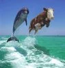 A COW DOLPHIN?!? XD