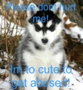 Husky