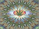 Leaf Background