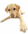 labs