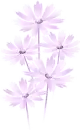 purple flowers