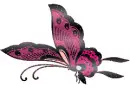 pretty butterfly