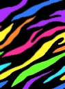 rainbow zebra 