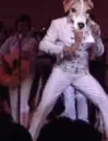 dog/elvis