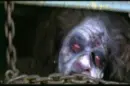 evil dead 2