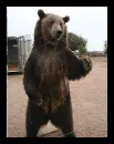 Grizz Bear