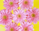 pink flowers