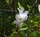 Pretty in white
