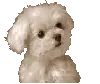 cute puppy!@