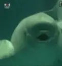 dolphin
