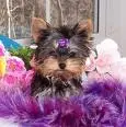 cute dog
