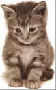 cute kitty