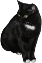 black kitty