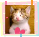 kitty