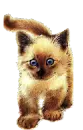 kitty