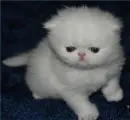 don't cry