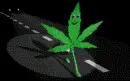 Walking oak leaf