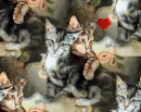kittens