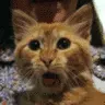 kitty cat 