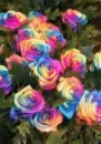 flowerzz