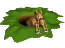 Donkey