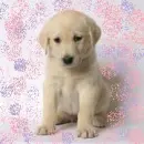 cute dog