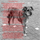 Stray Dog's Prayer