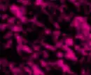 neon pink black