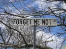 forget me not ln.