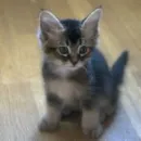 cute kitten