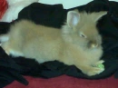 bunny/feo