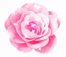 PINK ROSE