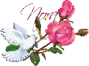 White dove - Nora