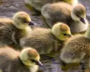 ducklings