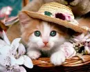 cute cat