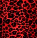 red leopard