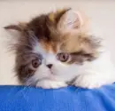 kitty_cuteness