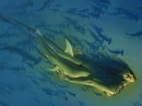 Sirena