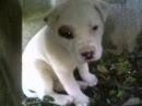 cute little doggie