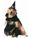 witch dog